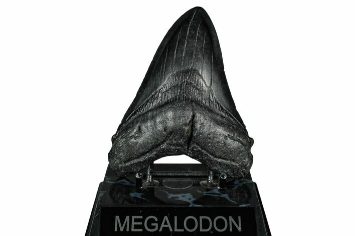 Fossil Megalodon Tooth - South Carolina #345795